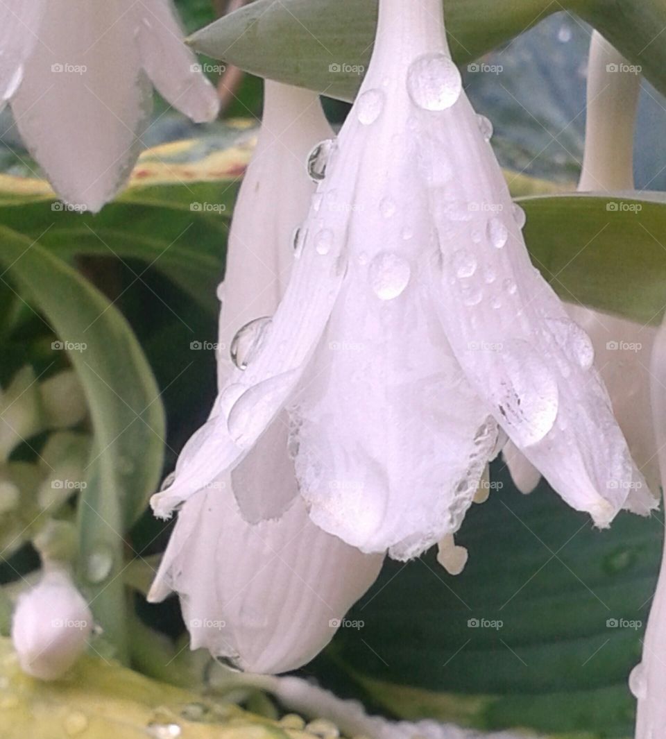 Sun King Hosta blossom. Graceful even when wet.