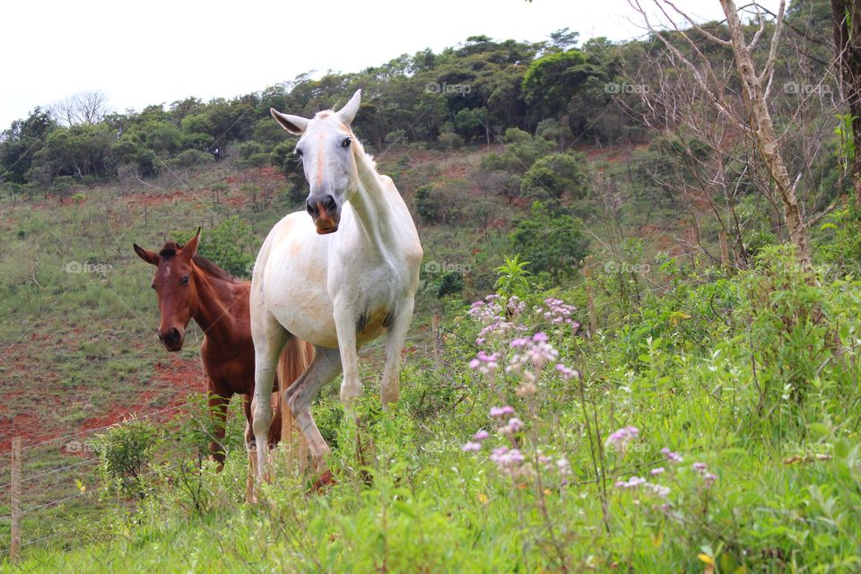 horses in the countryside 