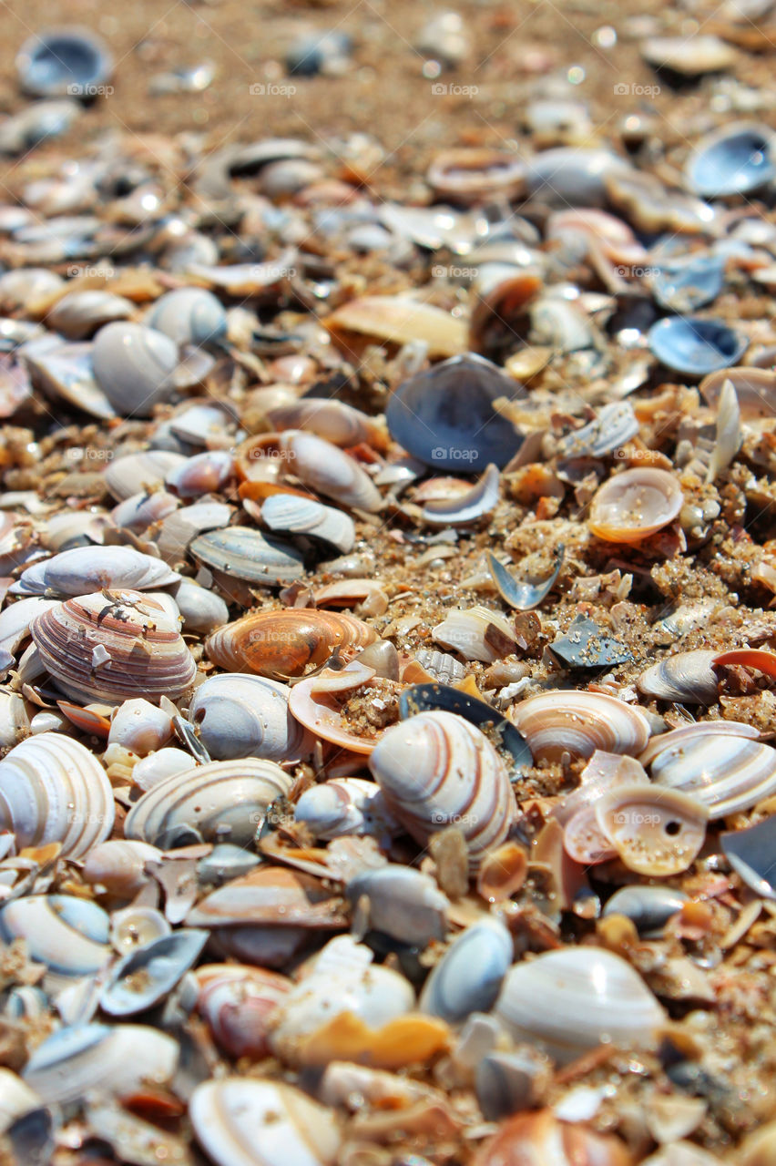 Sea Shells on the Beach
