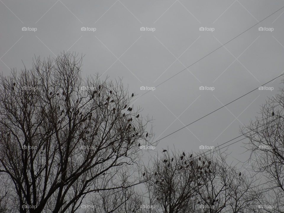 birds sit on tree branches