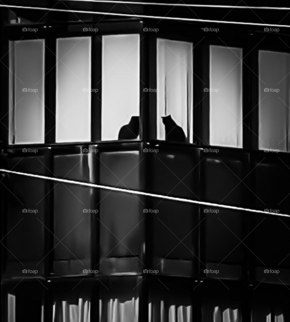 Two Black Cats in the Window: Anyone who has a Cat at home knows that they love to stay in the windows. But what's the reason? It's because usually the windows are relatively high and they feel very good at heights.