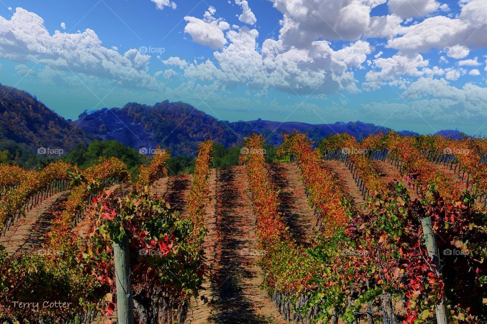 Rolling vineyard in Napa Valley, California.  