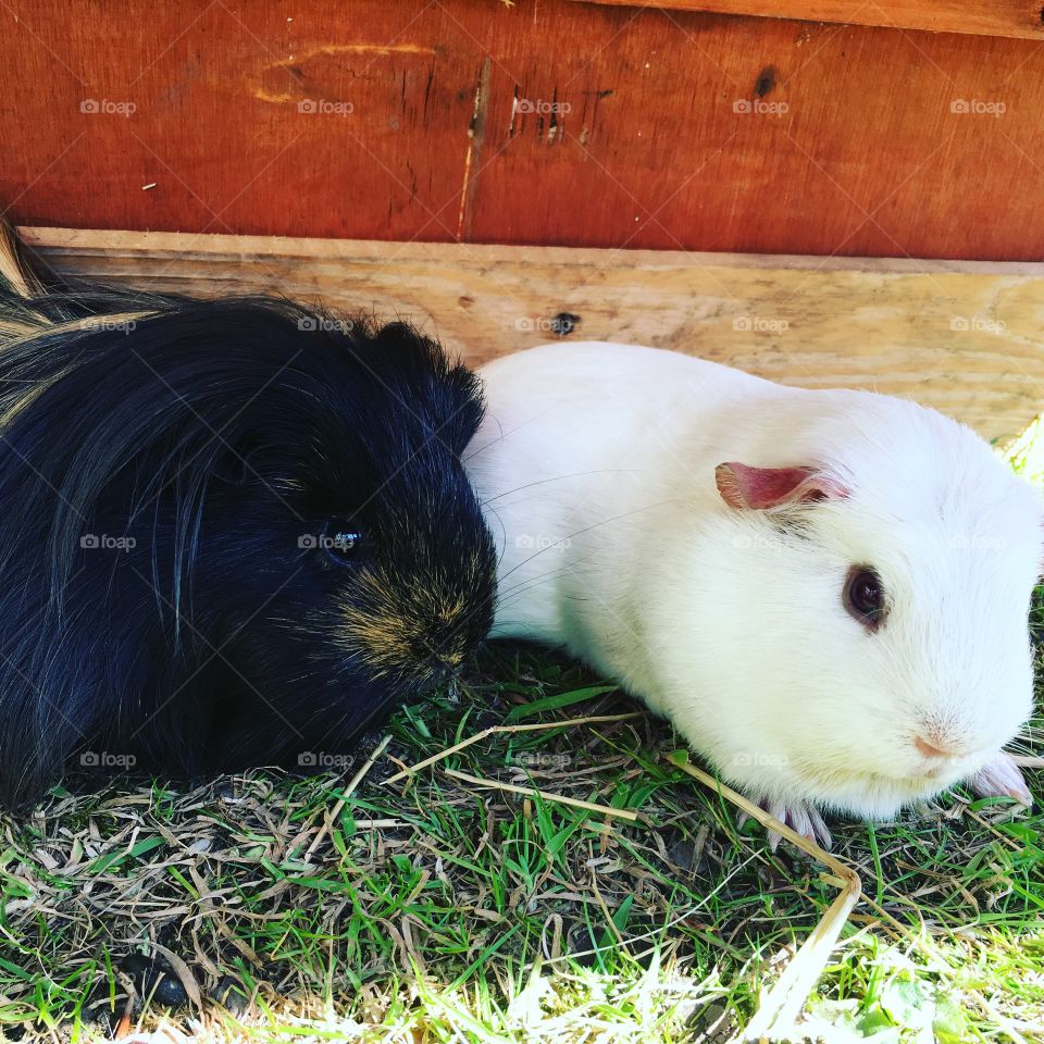 A photo of my two lovely Guinea pigs !