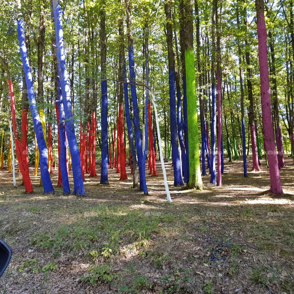 Colourful trees