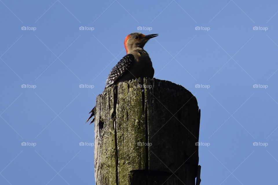 Woodpecker 