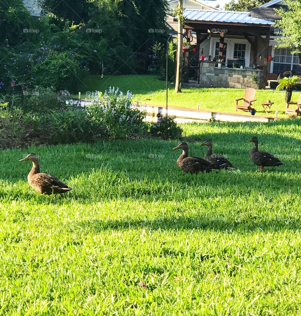 Morning ducks