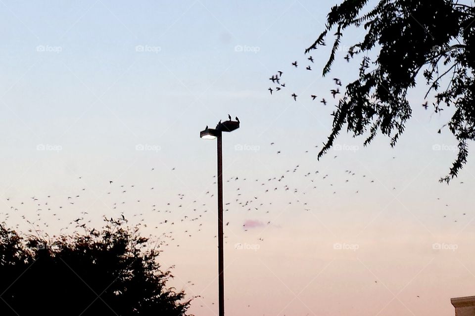 The Tree is Greener. Birds flying to another tree.