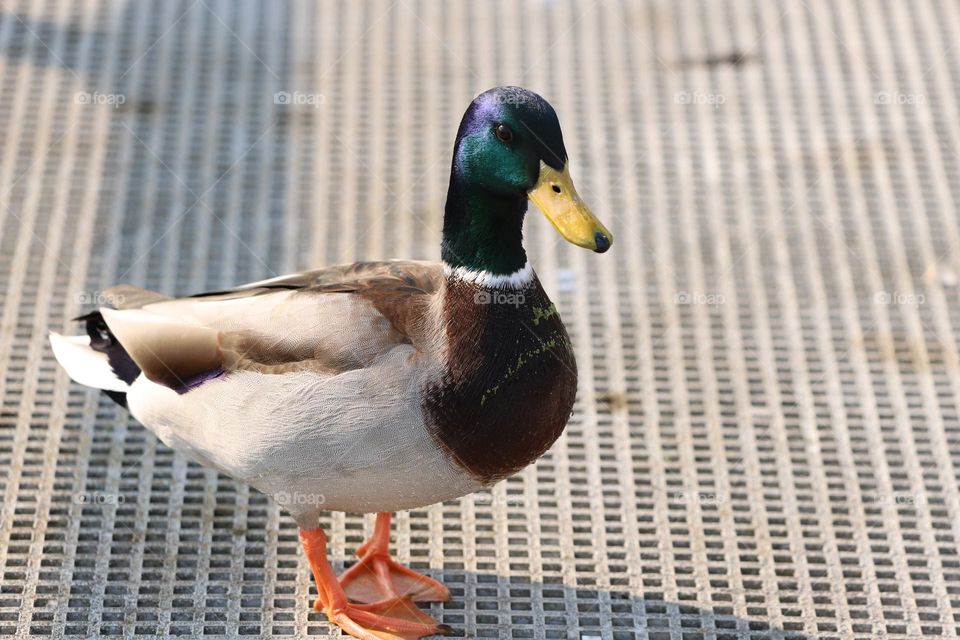 pretty colourful duck