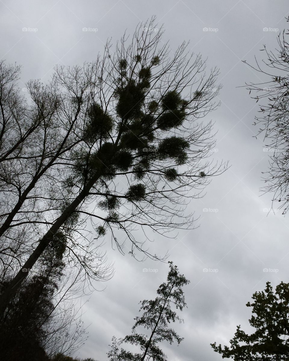 tree on a cloudy day