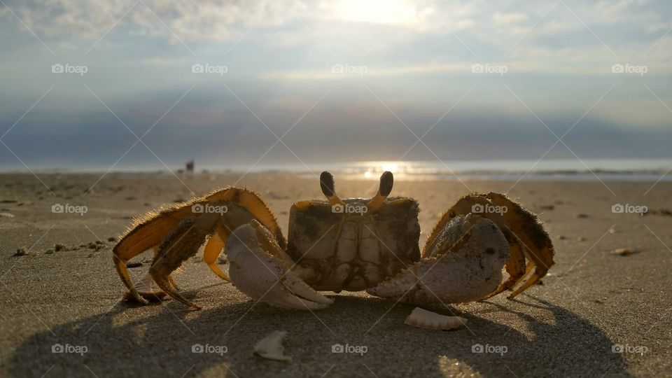 Close-up of ghost crab