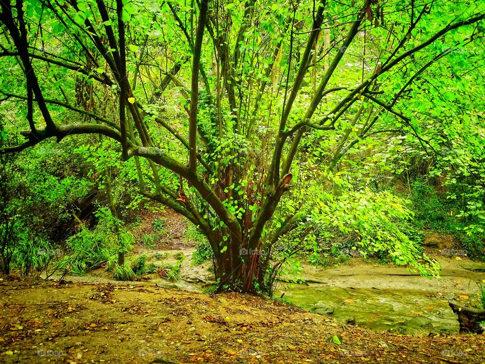The green of the lonely tree