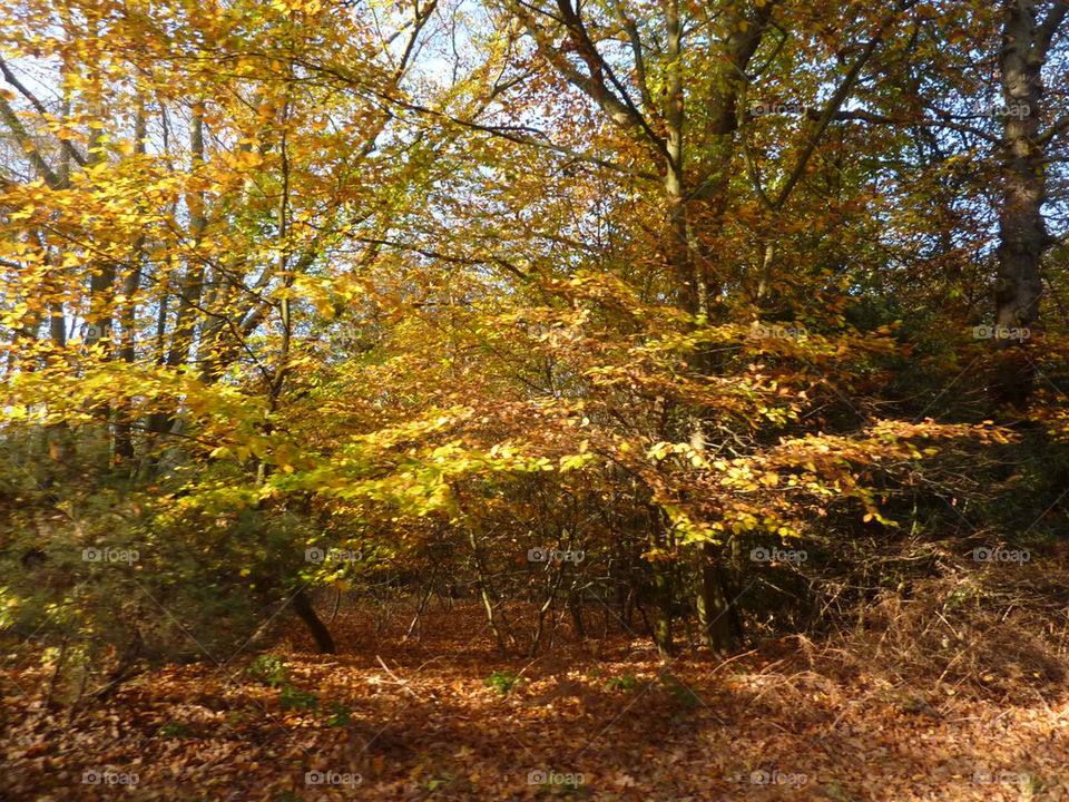 trees leaves autumn colour by lizajones