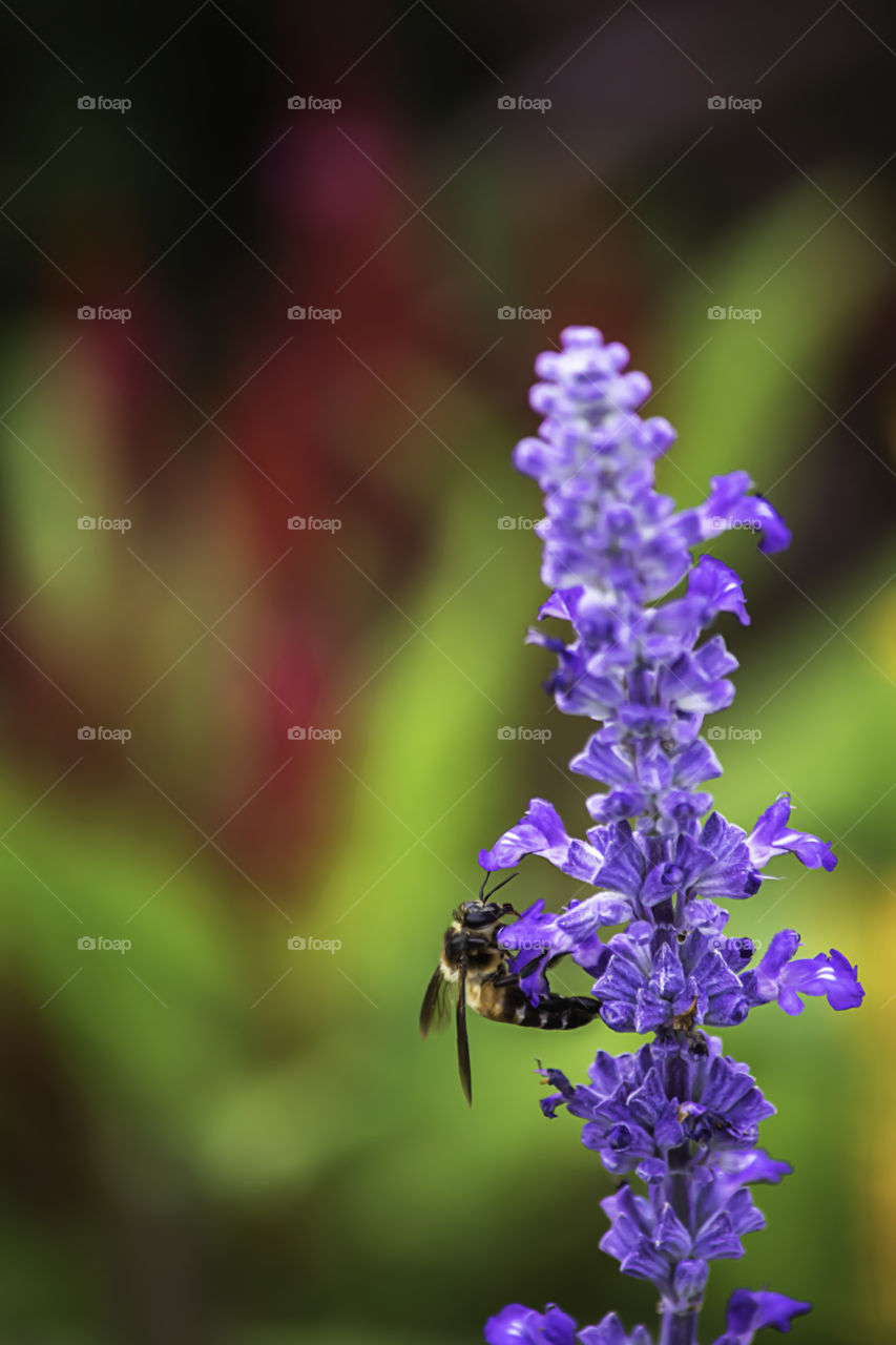 Hand woman holding the camera Taking pictures Background of trees and flowers