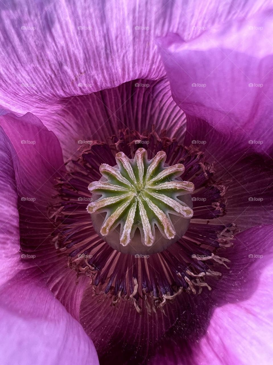 Poppyseed flower