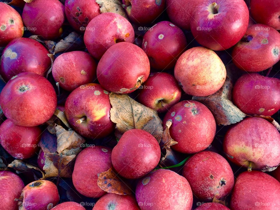 Red apples on the ground
