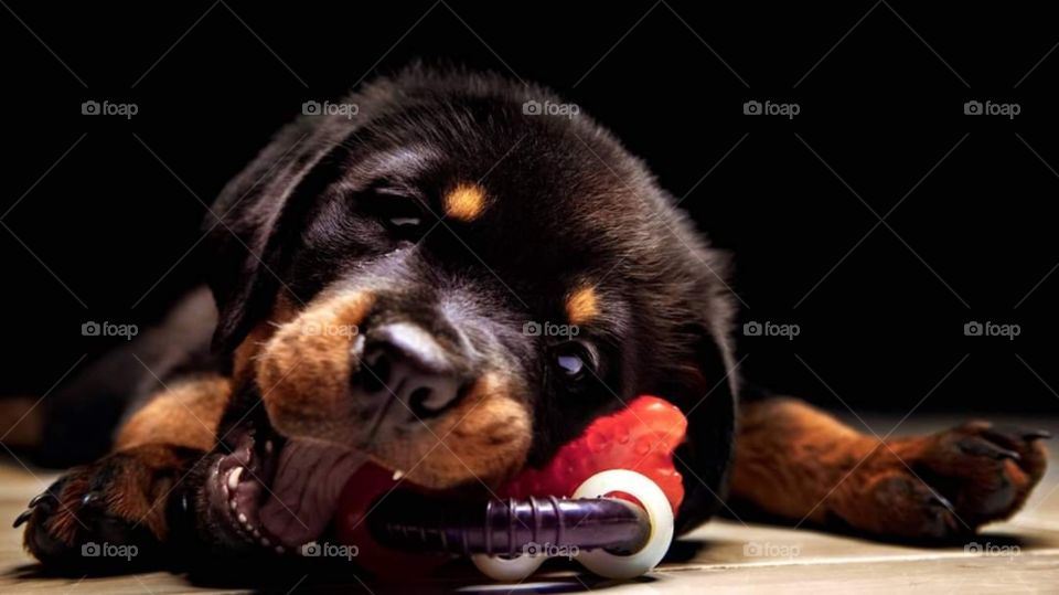 Baby dog my friend's dog