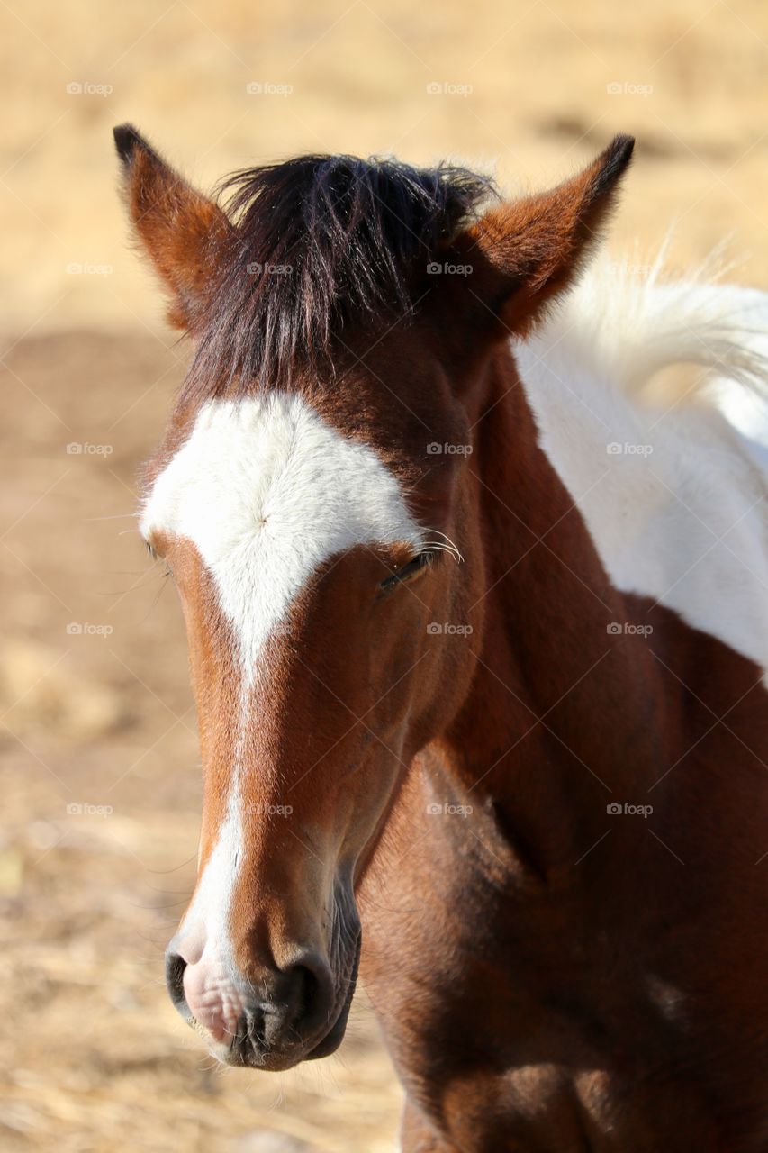 Wild mustang paint cross chestnut horse, young closeup headshot, Nevada's Sierra desert