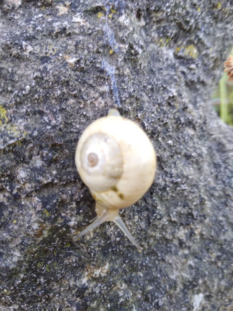 Snail