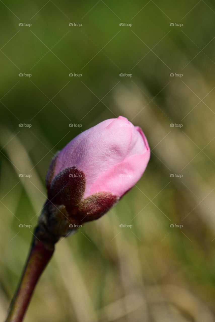 blooming branch in spring