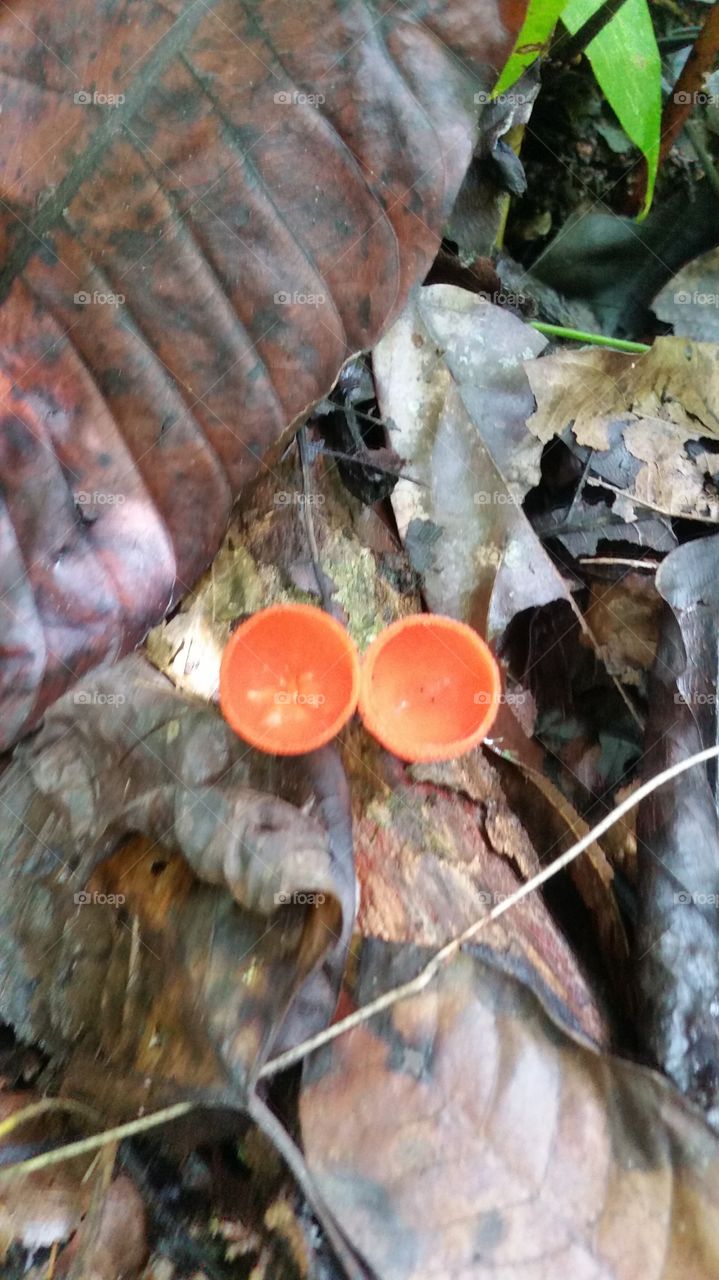 naturaleza viva entre naturaleza muerta