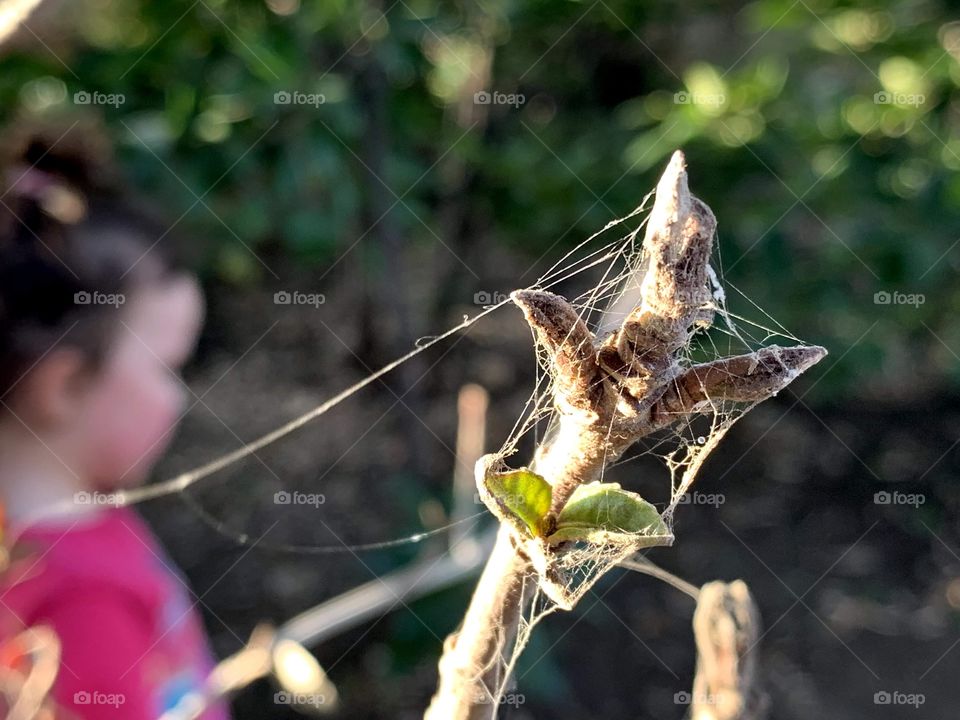 Tela de araña, flor linda naturaleza , maravilla