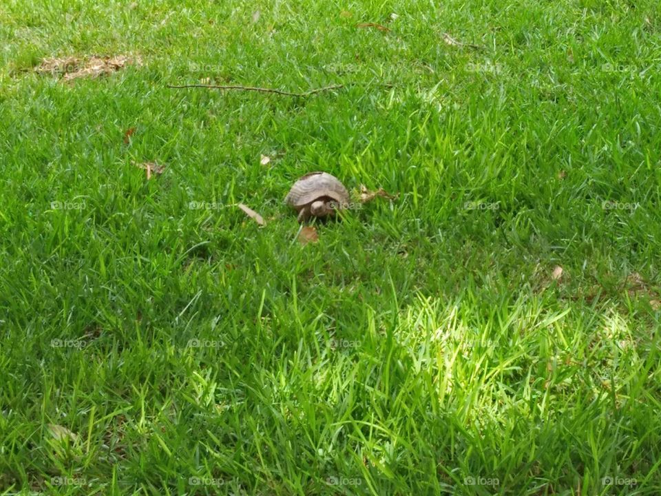 A turtle on green grass.