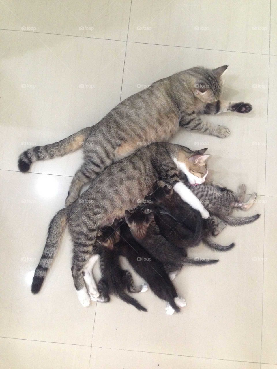 Lovely cat family