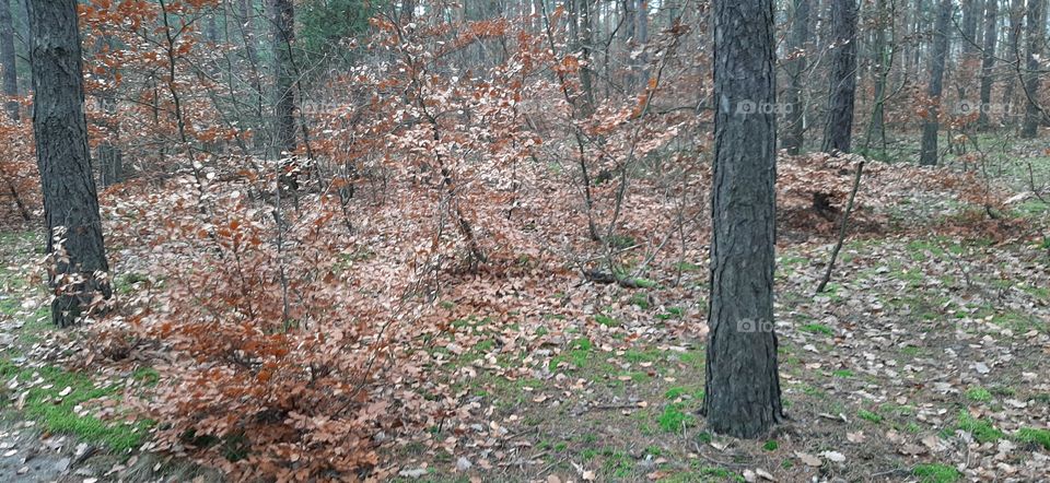 Red bushes in forest in autumn