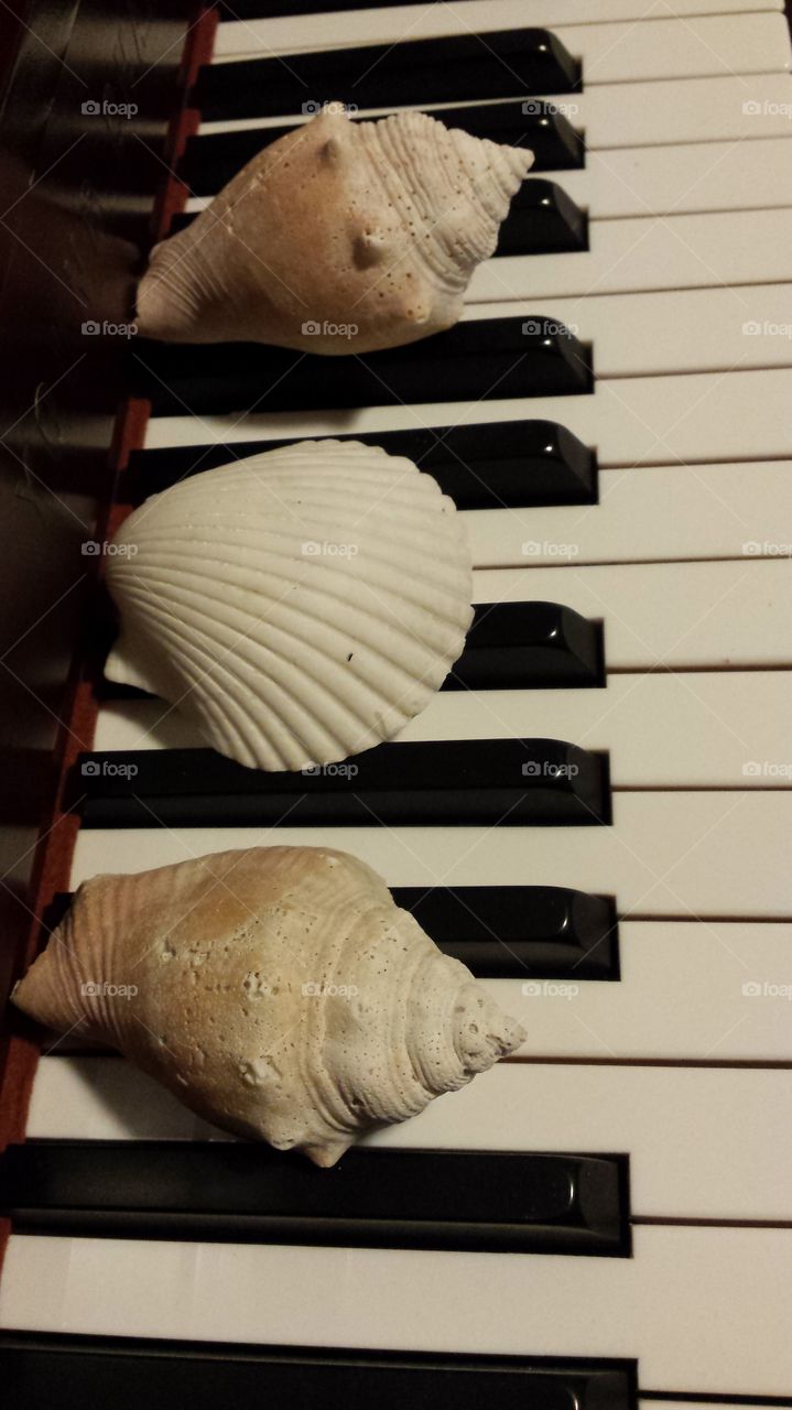 piano keyboard and sea shells
