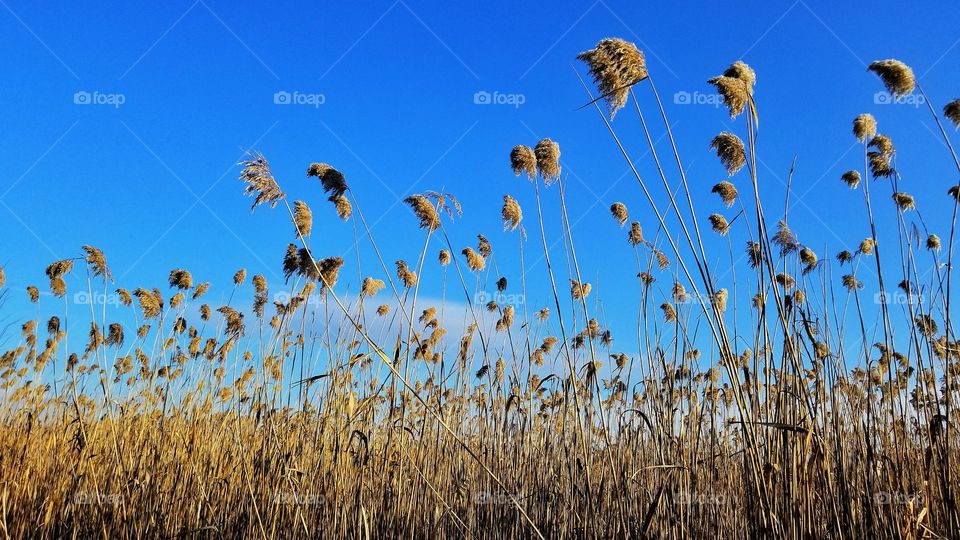 brown grass in a field with blue sky on a crisp fall day