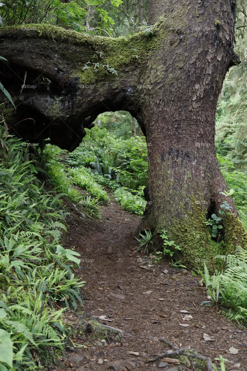 nature, forest