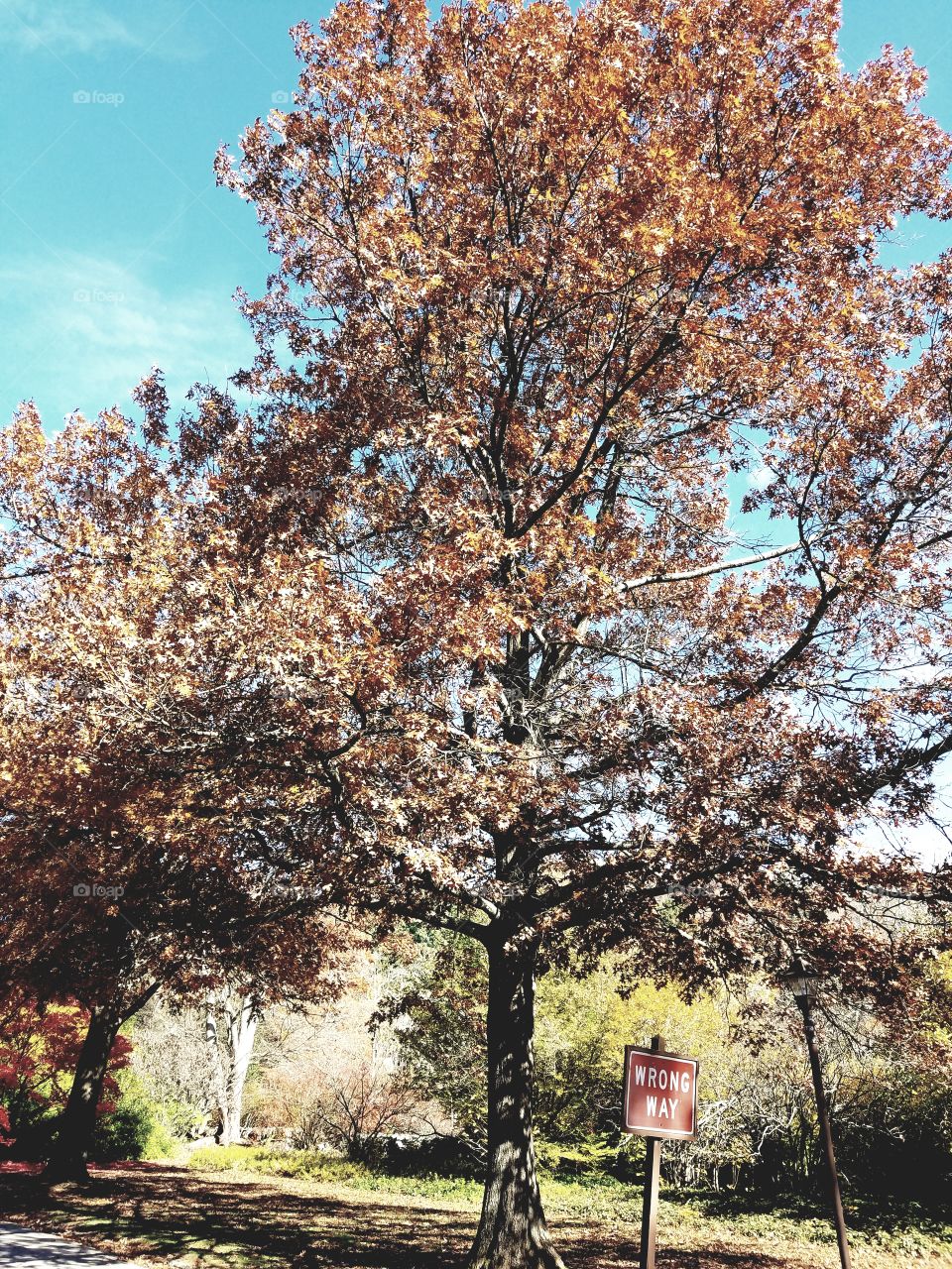 fall trees and wrong ways