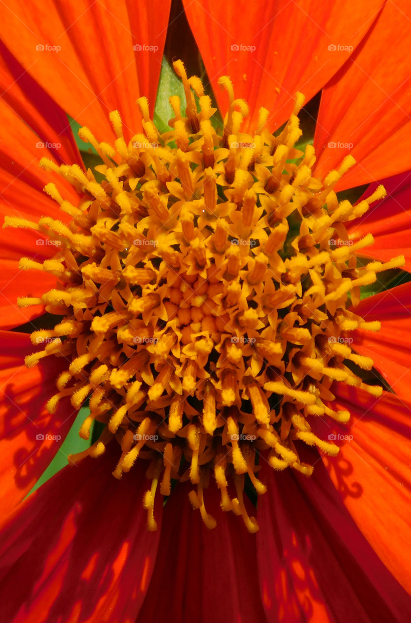 A macro photograph of a bright, colorful Mexican Sunflower!