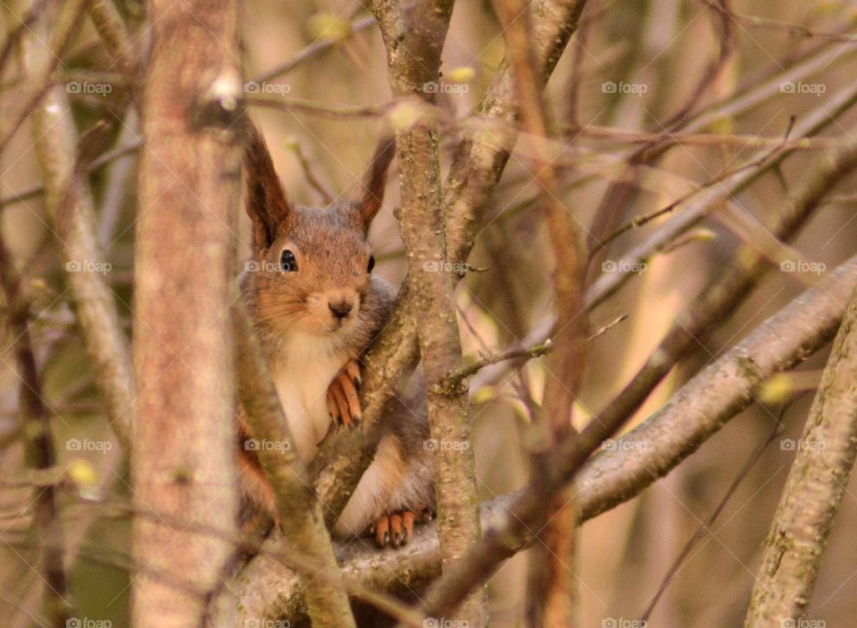 Squirrel portrait