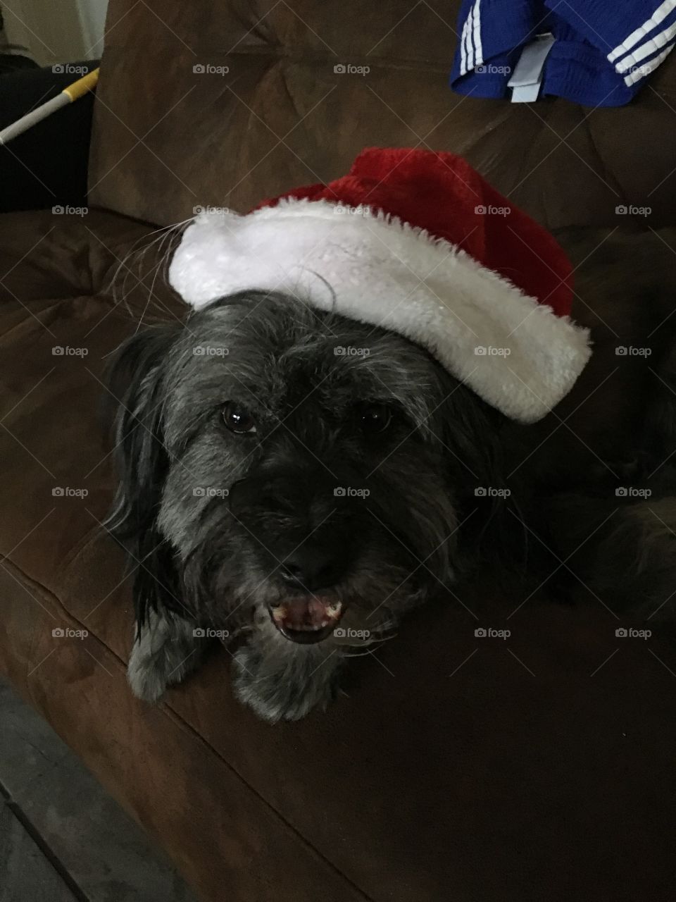 Rex waiting for Christmas