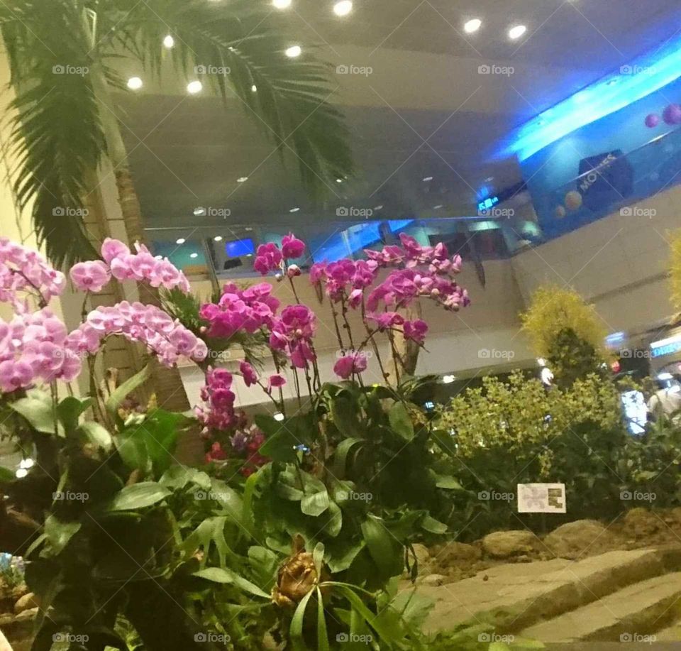 Indoor garden at airport