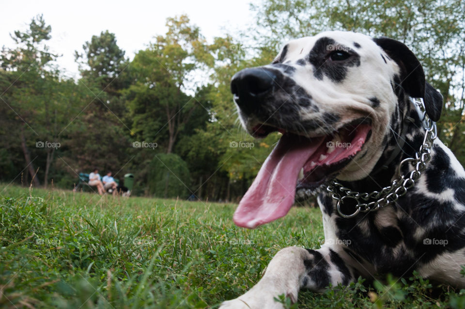 Smiling dog