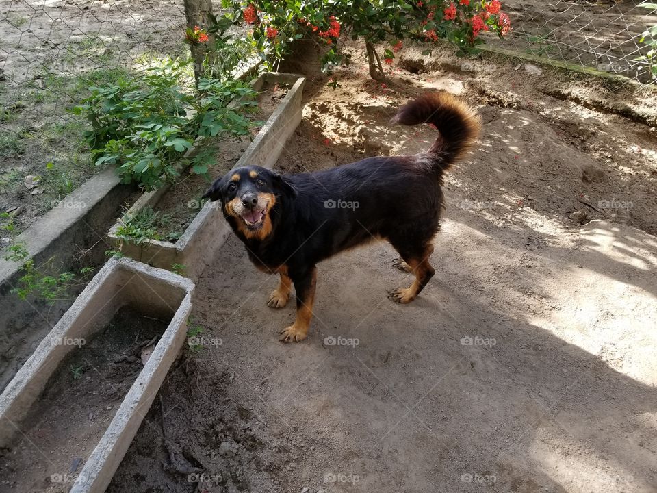 Cão meigo