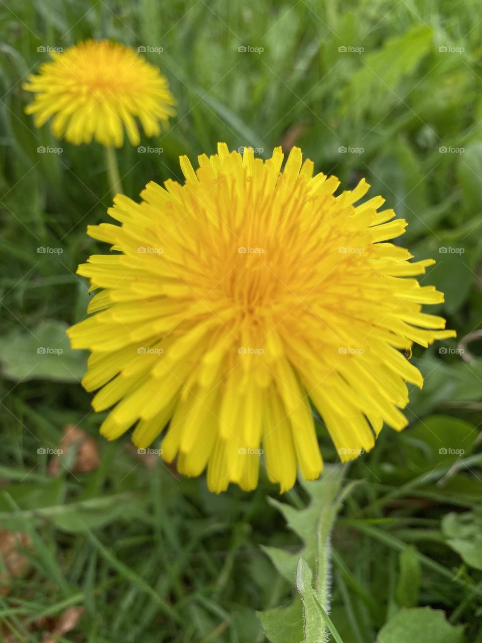 Yellow flower