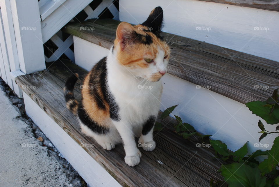 A beautiful cat on the stairs at Hemingway's house in Key West, Fl