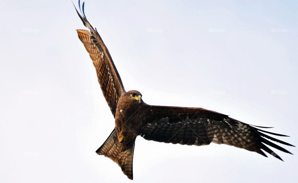 An eagle spreading its wings