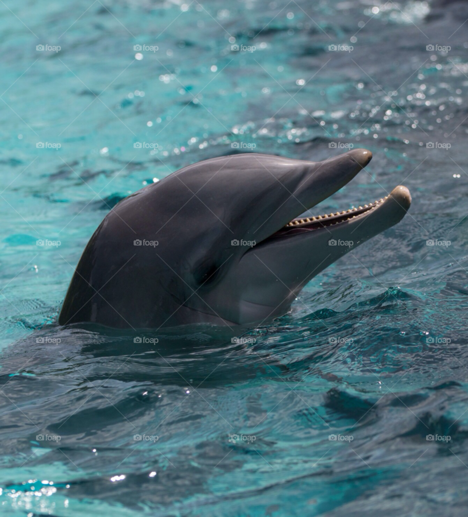 No Person, Water, Blower, Dolphin, Swimming