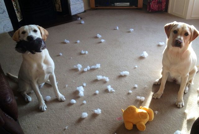 dog