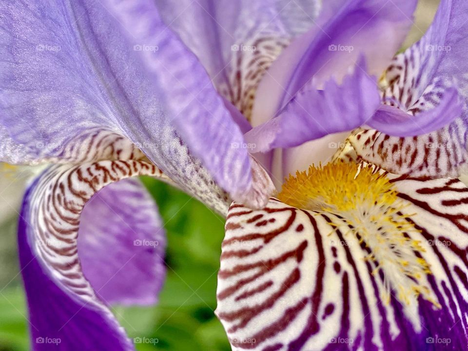 Beautiful iris flower 