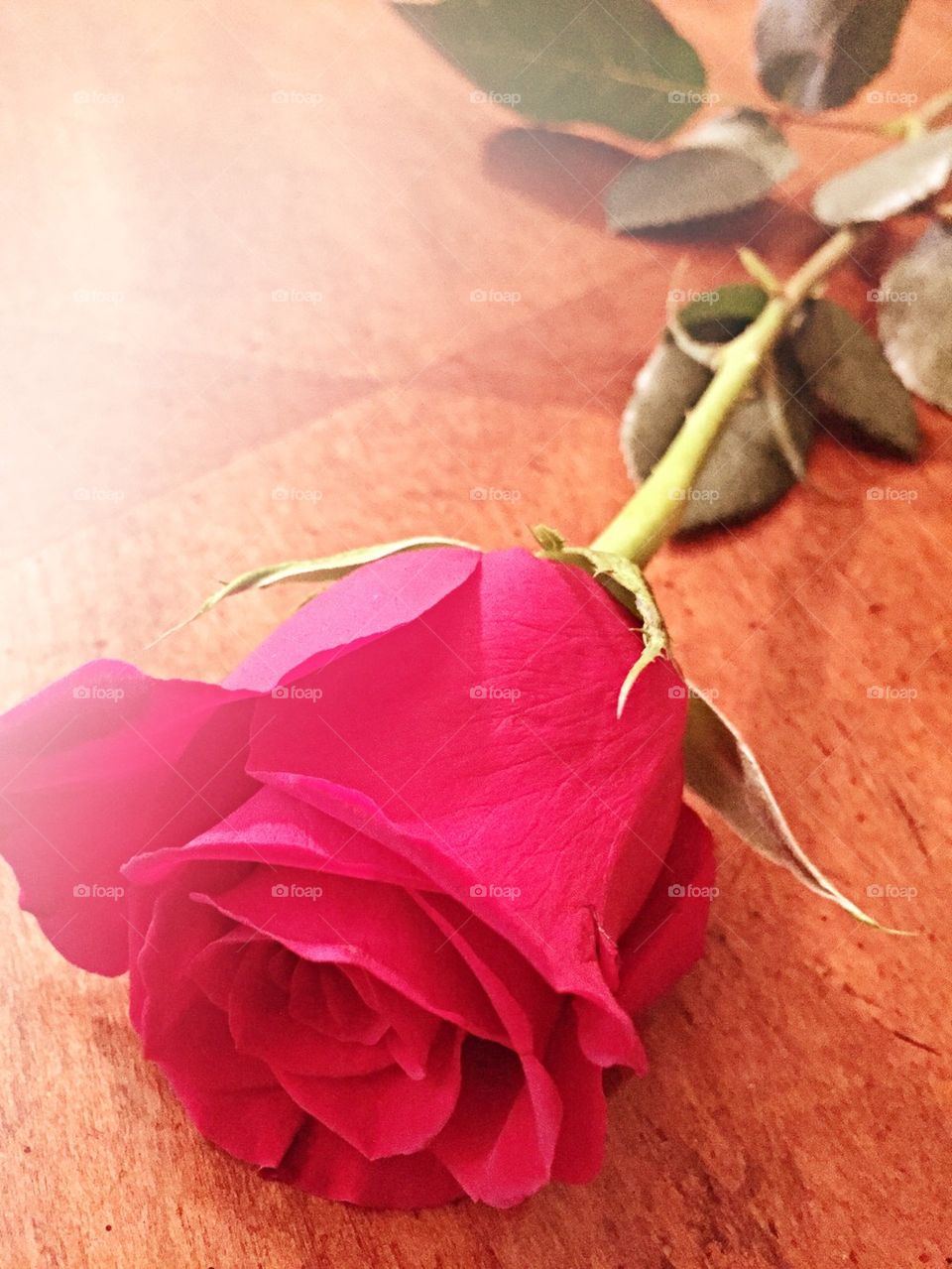 Ever Rose Has its Thorn