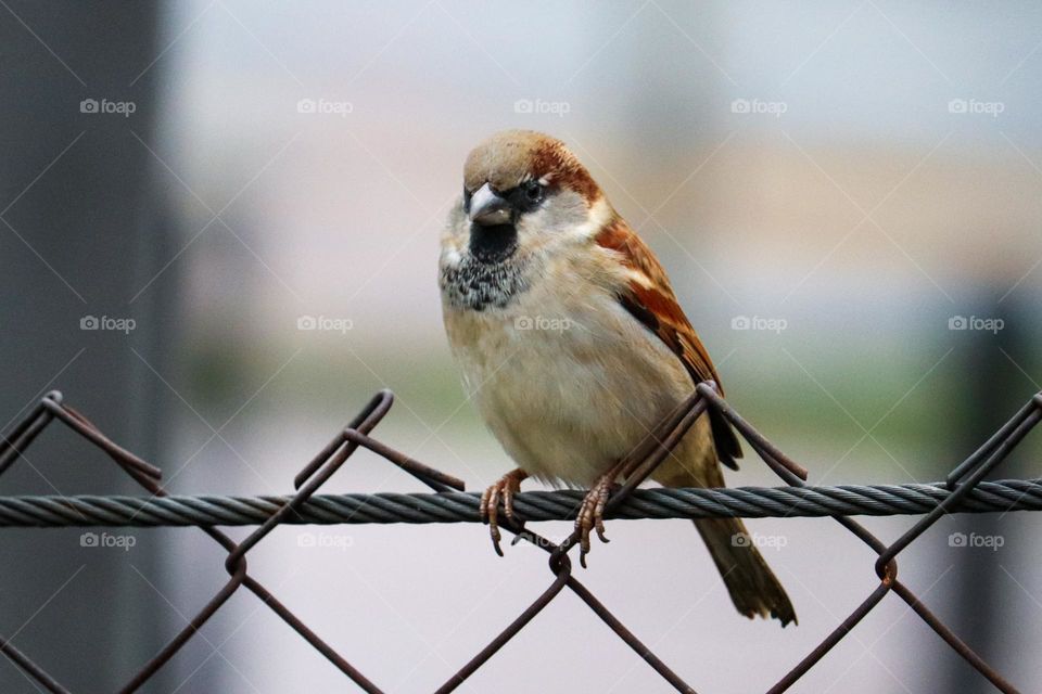 A sparrow on a wire fence