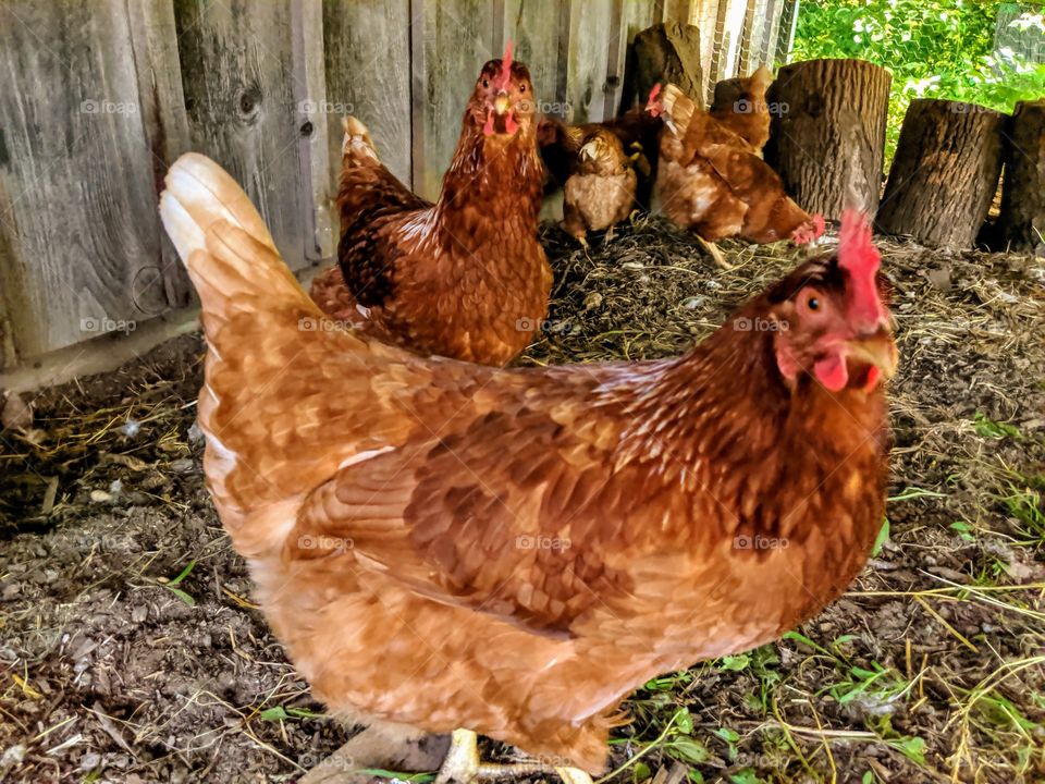 Chickens hanging out in their coop!