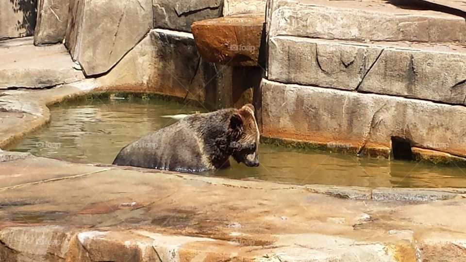 bear bath