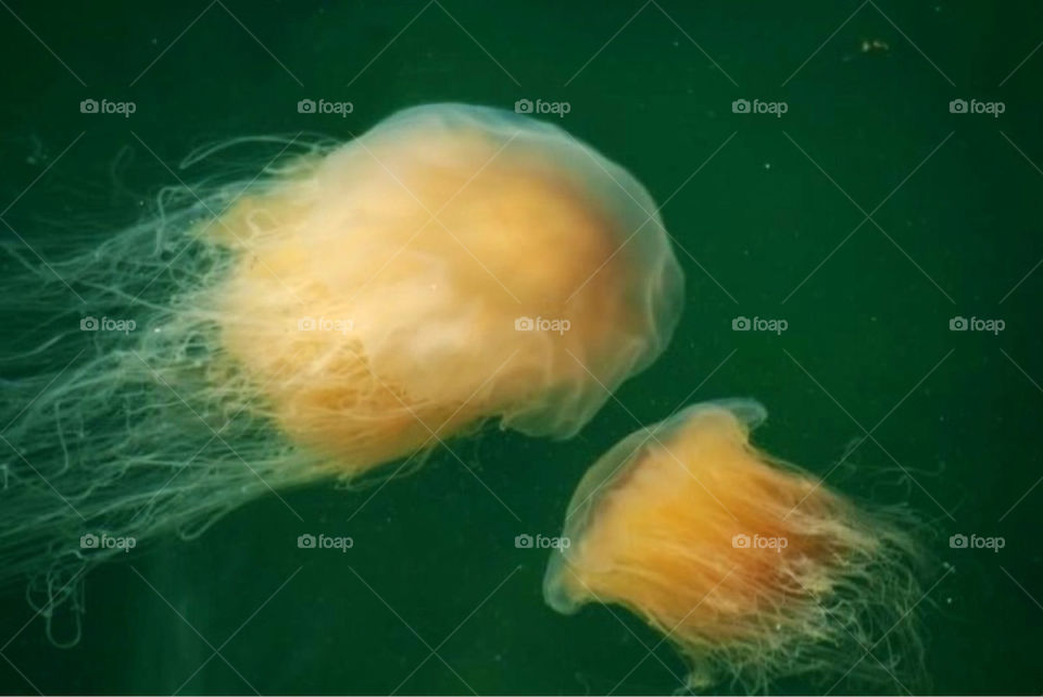 jellyfish manet by paula