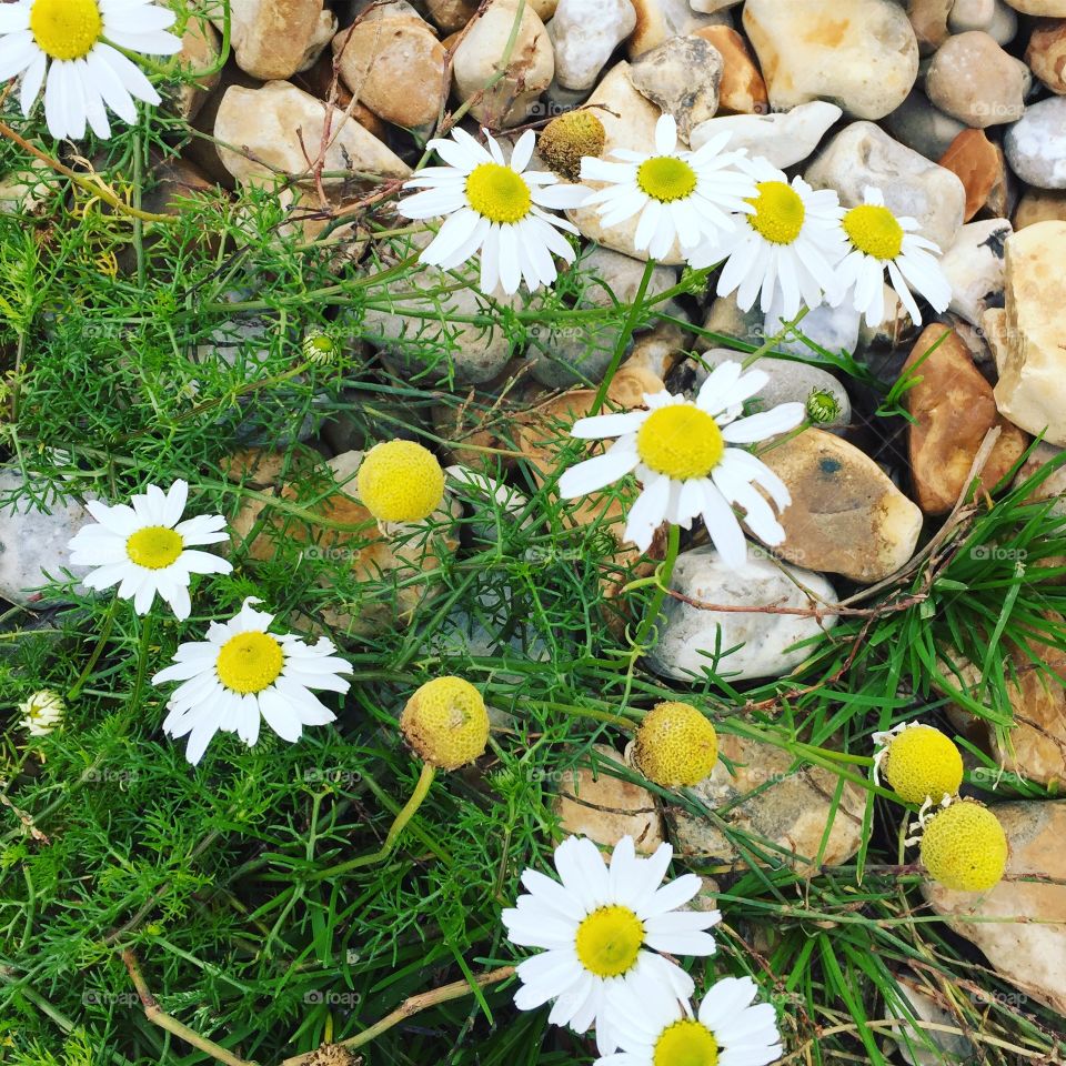 Beach daisies and pebbles